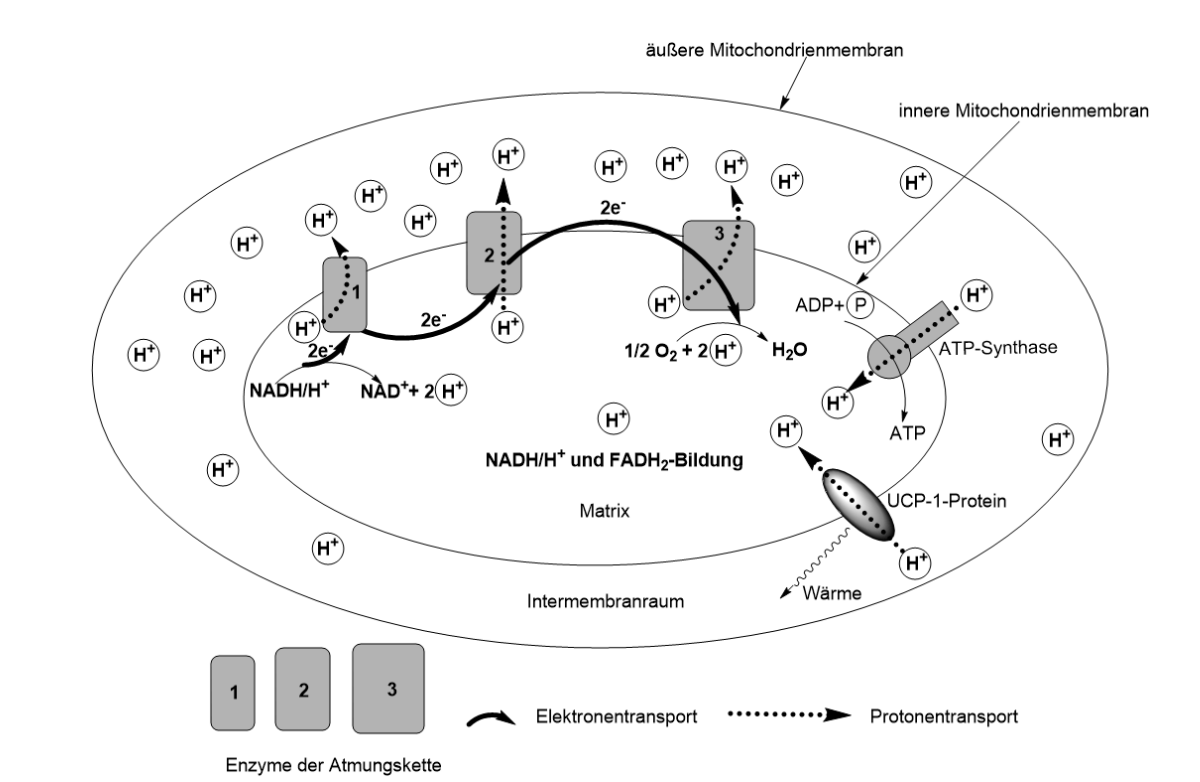 Schematische Darstellung einer Mitochondrie mit Atmungskette, Protonengradient und ATP-Synthase